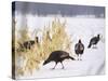 A Flock of Wild Turkey Pick Over a Corn Field in Williston, Vermont, Wednesday, March 5, 2003-Alden Pellett-Stretched Canvas