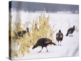 A Flock of Wild Turkey Pick Over a Corn Field in Williston, Vermont, Wednesday, March 5, 2003-Alden Pellett-Stretched Canvas