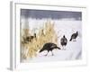 A Flock of Wild Turkey Pick Over a Corn Field in Williston, Vermont, Wednesday, March 5, 2003-Alden Pellett-Framed Photographic Print