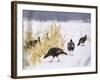 A Flock of Wild Turkey Pick Over a Corn Field in Williston, Vermont, Wednesday, March 5, 2003-Alden Pellett-Framed Photographic Print