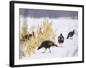 A Flock of Wild Turkey Pick Over a Corn Field in Williston, Vermont, Wednesday, March 5, 2003-Alden Pellett-Framed Photographic Print