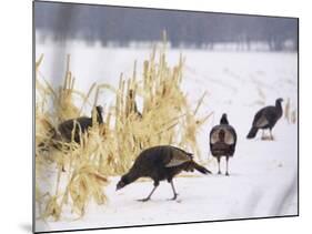 A Flock of Wild Turkey Pick Over a Corn Field in Williston, Vermont, Wednesday, March 5, 2003-Alden Pellett-Mounted Photographic Print