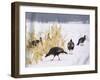 A Flock of Wild Turkey Pick Over a Corn Field in Williston, Vermont, Wednesday, March 5, 2003-Alden Pellett-Framed Photographic Print