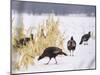 A Flock of Wild Turkey Pick Over a Corn Field in Williston, Vermont, Wednesday, March 5, 2003-Alden Pellett-Mounted Photographic Print