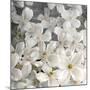 A Floral Montage from Clematis and Texture-Alaya Gadeh-Mounted Photographic Print