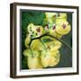 A Floral Montage from Orchid and Other Flowers-Alaya Gadeh-Framed Photographic Print