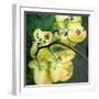 A Floral Montage from Orchid and Other Flowers-Alaya Gadeh-Framed Photographic Print