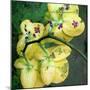 A Floral Montage from Orchid and Other Flowers-Alaya Gadeh-Mounted Photographic Print