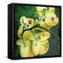 A Floral Montage from Orchid and Other Flowers-Alaya Gadeh-Framed Stretched Canvas