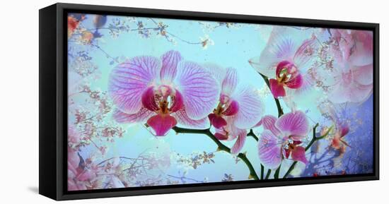 A Floral Montage from Orchid and Spring Trees-Alaya Gadeh-Framed Stretched Canvas