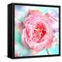 A Floral Montage of a Mallow and a Rose in Powerful Pastels, Photograph, Layer Work-Alaya Gadeh-Framed Stretched Canvas