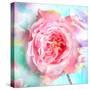 A Floral Montage of a Mallow and a Rose in Powerful Pastels, Photograph, Layer Work-Alaya Gadeh-Stretched Canvas