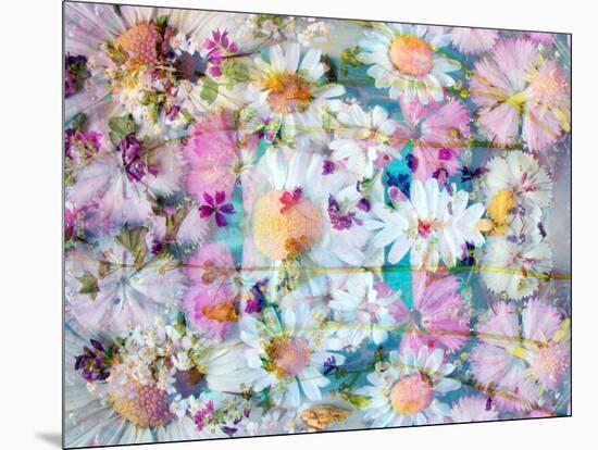 A Floral Montage with Daisies-Alaya Gadeh-Mounted Photographic Print