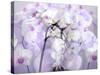 A Floral Montage-Alaya Gadeh-Stretched Canvas