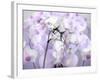 A Floral Montage-Alaya Gadeh-Framed Photographic Print