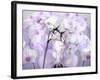 A Floral Montage-Alaya Gadeh-Framed Photographic Print