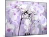 A Floral Montage-Alaya Gadeh-Mounted Photographic Print