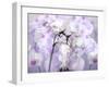 A Floral Montage-Alaya Gadeh-Framed Photographic Print