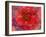 A Floral Montage-Alaya Gadeh-Framed Photographic Print