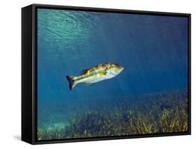 A Florida Largemouth Bass Swims Over the Grassy River Bottom-Stocktrek Images-Framed Stretched Canvas