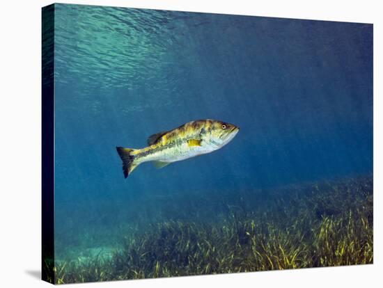 A Florida Largemouth Bass Swims Over the Grassy River Bottom-Stocktrek Images-Stretched Canvas