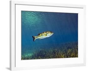 A Florida Largemouth Bass Swims Over the Grassy River Bottom-Stocktrek Images-Framed Photographic Print