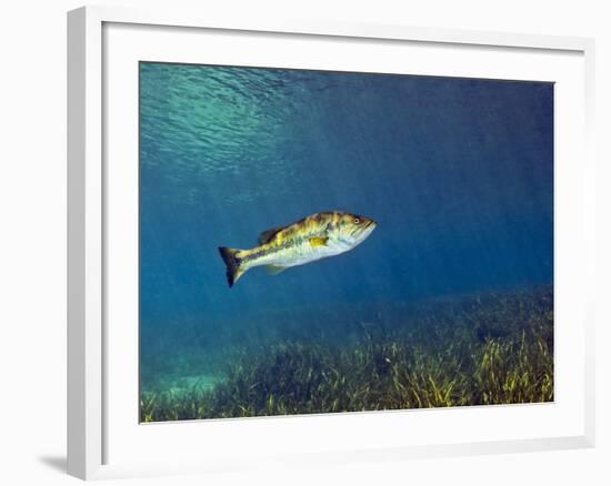 A Florida Largemouth Bass Swims Over the Grassy River Bottom-Stocktrek Images-Framed Photographic Print