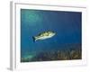 A Florida Largemouth Bass Swims Over the Grassy River Bottom-Stocktrek Images-Framed Photographic Print