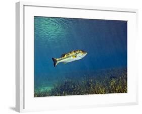 A Florida Largemouth Bass Swims Over the Grassy River Bottom-Stocktrek Images-Framed Photographic Print