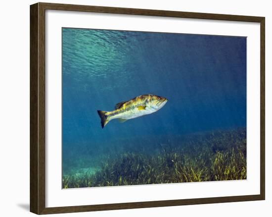 A Florida Largemouth Bass Swims Over the Grassy River Bottom-Stocktrek Images-Framed Photographic Print