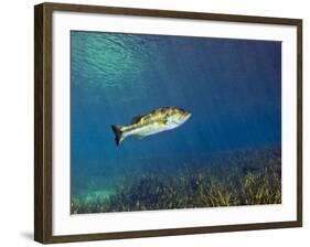 A Florida Largemouth Bass Swims Over the Grassy River Bottom-Stocktrek Images-Framed Photographic Print