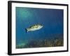 A Florida Largemouth Bass Swims Over the Grassy River Bottom-Stocktrek Images-Framed Photographic Print