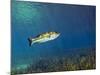 A Florida Largemouth Bass Swims Over the Grassy River Bottom-Stocktrek Images-Mounted Photographic Print