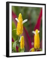 A Flower Blooms in Anton El Valle, Panama-William Sutton-Framed Premium Photographic Print