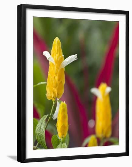 A Flower Blooms in Anton El Valle, Panama-William Sutton-Framed Premium Photographic Print