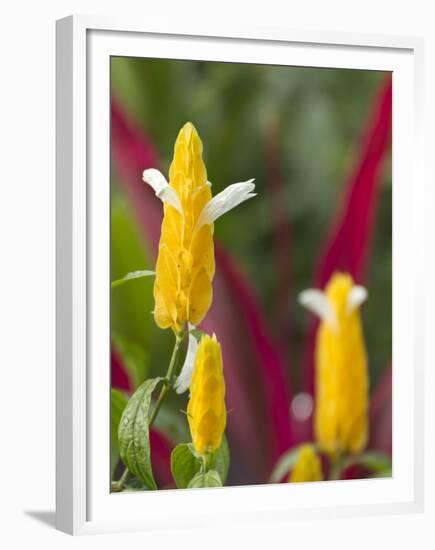 A Flower Blooms in Anton El Valle, Panama-William Sutton-Framed Premium Photographic Print