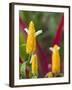 A Flower Blooms in Anton El Valle, Panama-William Sutton-Framed Premium Photographic Print