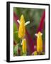 A Flower Blooms in Anton El Valle, Panama-William Sutton-Framed Premium Photographic Print