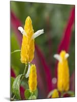 A Flower Blooms in Anton El Valle, Panama-William Sutton-Mounted Premium Photographic Print