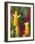 A Flower Blooms in Anton El Valle, Panama-William Sutton-Framed Photographic Print