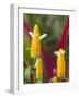 A Flower Blooms in Anton El Valle, Panama-William Sutton-Framed Photographic Print