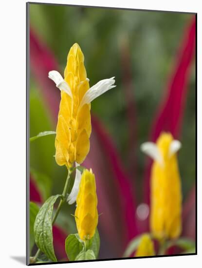 A Flower Blooms in Anton El Valle, Panama-William Sutton-Mounted Photographic Print