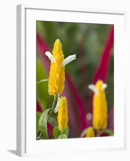 A Flower Blooms in Anton El Valle, Panama-William Sutton-Framed Photographic Print