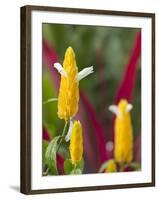 A Flower Blooms in Anton El Valle, Panama-William Sutton-Framed Photographic Print