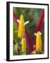 A Flower Blooms in Anton El Valle, Panama-William Sutton-Framed Photographic Print