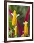 A Flower Blooms in Anton El Valle, Panama-William Sutton-Framed Photographic Print