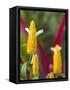 A Flower Blooms in Anton El Valle, Panama-William Sutton-Framed Stretched Canvas