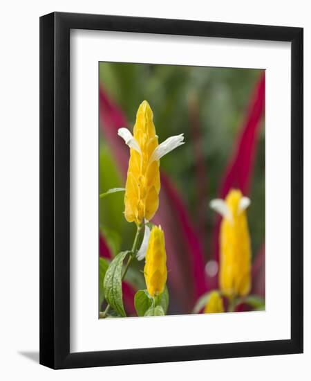 A Flower Blooms in Anton El Valle, Panama-William Sutton-Framed Photographic Print