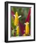 A Flower Blooms in Anton El Valle, Panama-William Sutton-Framed Photographic Print