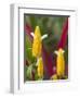 A Flower Blooms in Anton El Valle, Panama-William Sutton-Framed Photographic Print